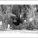 013_MH_4150BW-Hippo-Zambezi-River