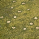 004_LZmS.1747 Wetlands & Termitaria Kafue Flats Zambia aerial