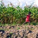 009_AgCF.0055-African-Conservation-Farming---Maize-Crop-&-Chils-Running-Zambia