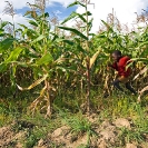 010_AgCF.0068-African-Conservation-Farming---Maize-Crop-&-Child-Running-Zambia