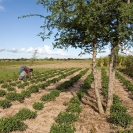 011_AgCF.0083-Woman-African-Conservation-Farmer-&-Crops-Zambia