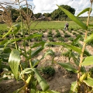 012_AgCF.0089V-Woman-African-Conservation-Farmer-Crops-&-Village-Zambia