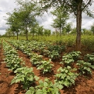 017_AgCF.0343V-African-Conservation-Farming-&-Winterthorn-Trees-Zambia