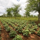 018_AgCF.0344-African-Conservation-Farming-&-Winterthorn-Trees-Zambia