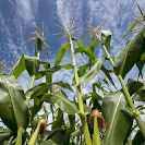 020_AgCF.1038V-Conservation-Farming-Maize-&-Sky