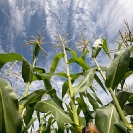 021_AgCF.1039-Conservation-Farming-Maize-&-Sky