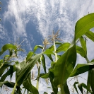 022_AgCF1035-Conservation-Farming-Maize-&-Sky