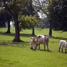 023_AgL.0053-Livestock-Cattle