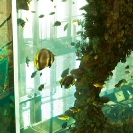 040_ArcUk.2999[revsd1]-Aquarium-Heron-Tower-London