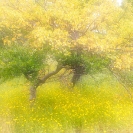 002_FP.3602-Combretum-&-Bidens-