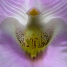 003_FP.4092V-Foxglove-Orchid-Eulophia-cucullata