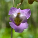 004_FP.4076-Foxglove-Orchid-Eulophia-cucullata