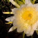 005_FG.2177-Queen-of-the-Night-Hylocereus-undata