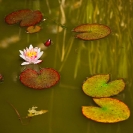 008_FP.0040-Water-Lily-UK