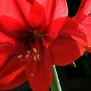 009_FG.1551-Red-Amaryllis-Hippeastrum-sp