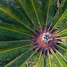 010_FG.9086-Japanese-Sago-Palm-Cycas-revoluta