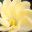 013_FP.4926-Gardenia-subacaulis#2