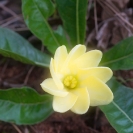 015_FP.4910-Gardenia-subacaulis-Zambia