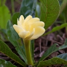 016_FP.4904V-Gardenia-subacaulis-Zambia