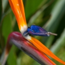 030_FP.5114VA-Bird-of-Paradise-Flower-Strelitzia-reginae