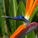 031_FP.5122VA-Bird-of-Paradise-Flower-Strelitzia-reginae