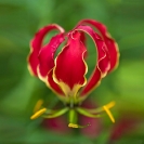 032_FP.5185VA-African-Christmas-Lily-Gloriosa-superba