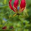 034_FP.5155A-African-Christmas-Lily-Gloriosa-superba