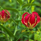 035_FP.5163-African-Christmas-Lily-Gloriosa-superba