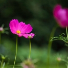 037_FP.5196-Cosmos-sp