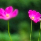 038_FP.5197-Cosmos-sp