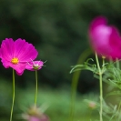 039_FP.5198-Cosmos-sp