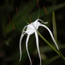 040_FP.5199VA-Spider-Lily