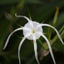041_FP.5206V-Spider-Lily