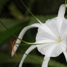 043_FP.5220-Spider-Lily