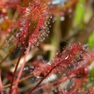 044_FP.8027Vb-Carnivorous-Plant-Drosera-affinis