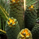 048_FPCy._MG_4778V-Cycad-Encepharlartos-schmitzii-(female)