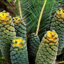 049_FPCy._MG_4797-Cycad-Encepharlartos-schmitzii-(female)