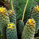 049_FPCy._MG_4797-Cycad-Encepharlartos-schmitzii-(female)