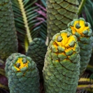 050_FPCy._MG_4807-Cycad-Encepharlartos-schmitzii-(female)