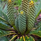 051_FPCy._MG_4818V-Cycad-Encepharlartos-schmitzii-(female)