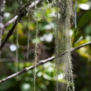 052_FPLi.4826V-Lichen-Old-Man's-Beard-Usnea-sp.