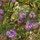 053_FT.2142-Jacaranda-mimosifolia