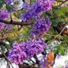 054_FT.9041V-Jacaranda-mimosifolia-flowers-&-fruit