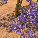 055_FT.9105V-Jacaranda-mimosifolia-from-above