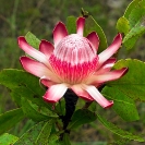 057_FT_96887B-Zambian-Protea-Northern-Sugarbush-P.angolensis