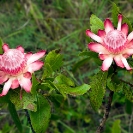 058_FT_96866-Zambian-Protea-P.angolensis