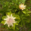 063_FT_96858-Zambian-Protea-Protea-angolensis