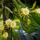 064_FP_97677-White-Pitaya-Queen-of-the-Night-Hylocereus-undatus