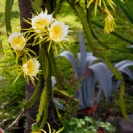 065_FP_97678V-White-Pitaya-Queen-of-the-Night-Hylocereus-undatus