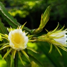 066_FP_97699-White-Pitaya-Queen-of-the-Night-Hylocereus-undatus